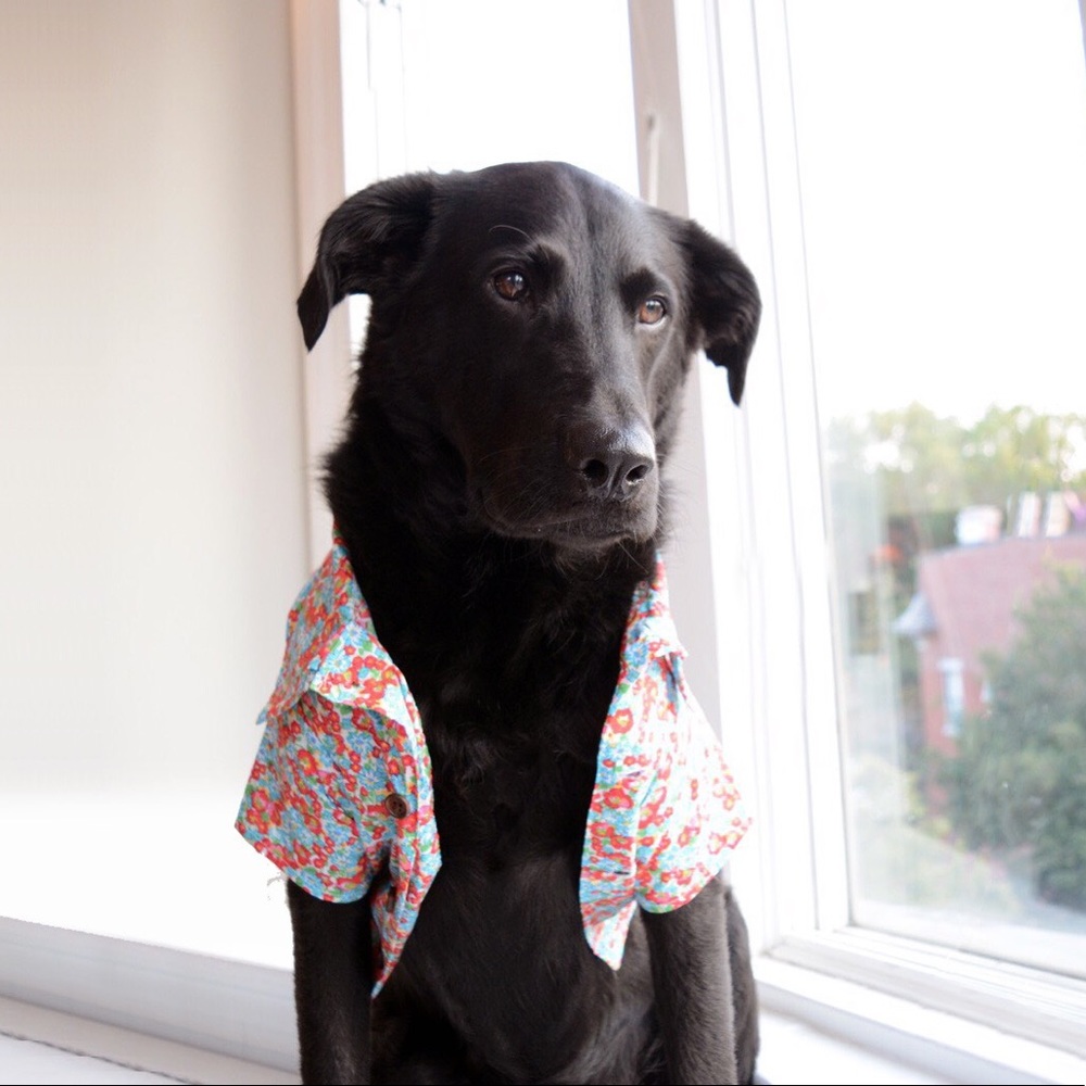 Dog Threads x Lucy and Co. Dog Shirt